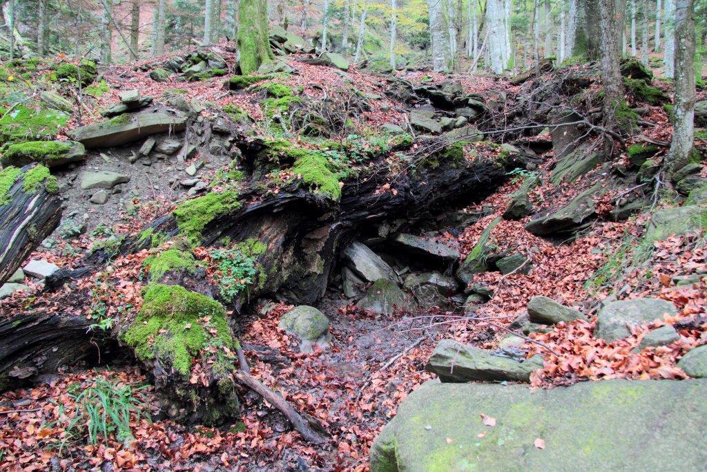 Novembre a Sasso Fratino